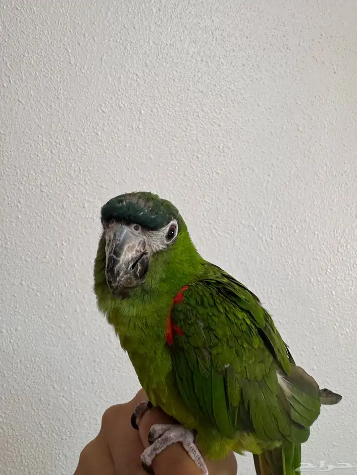ترويض و فندقة ببغاوات خبرة 11 سنة 17