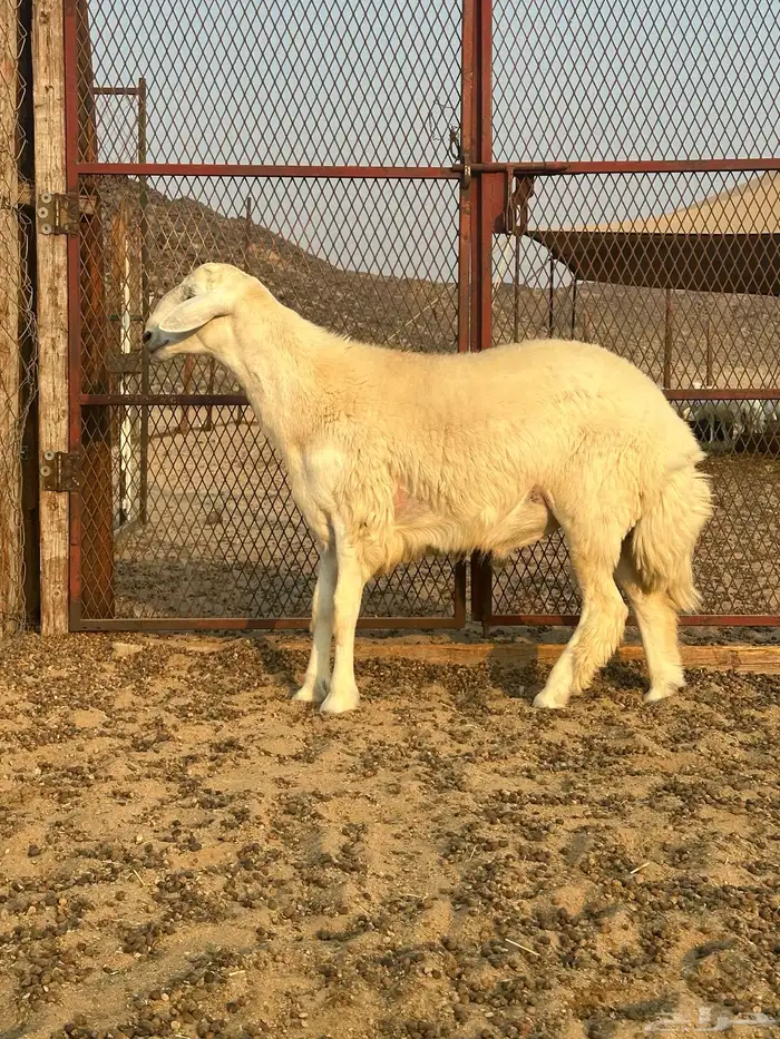 مشروع فحل صنف 0