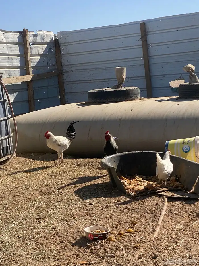 ديوك بلدي للبيع 9