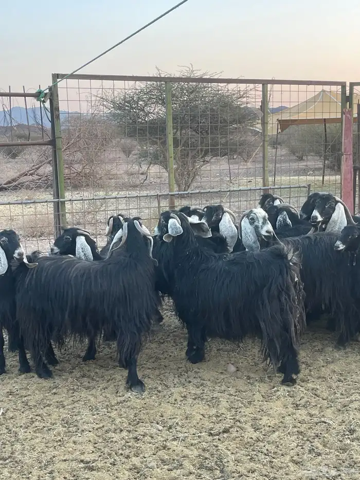 معزا ( تم البيع ) 0