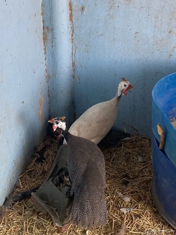 ثلاث دجاج حبشي 2