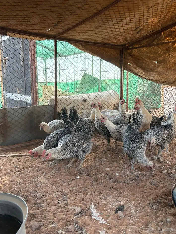 دجاج فيومي بياض 2