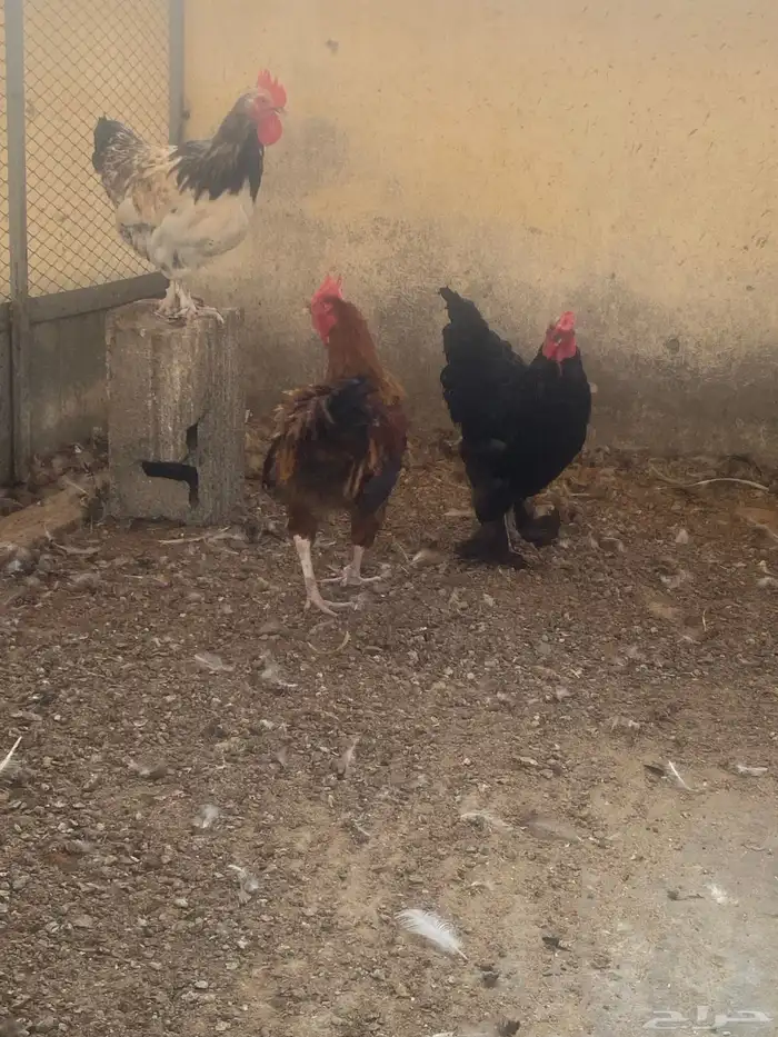 ديوك للبيع 0