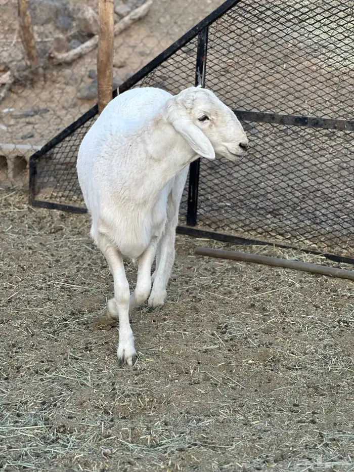 خروف مشروع فحل 2