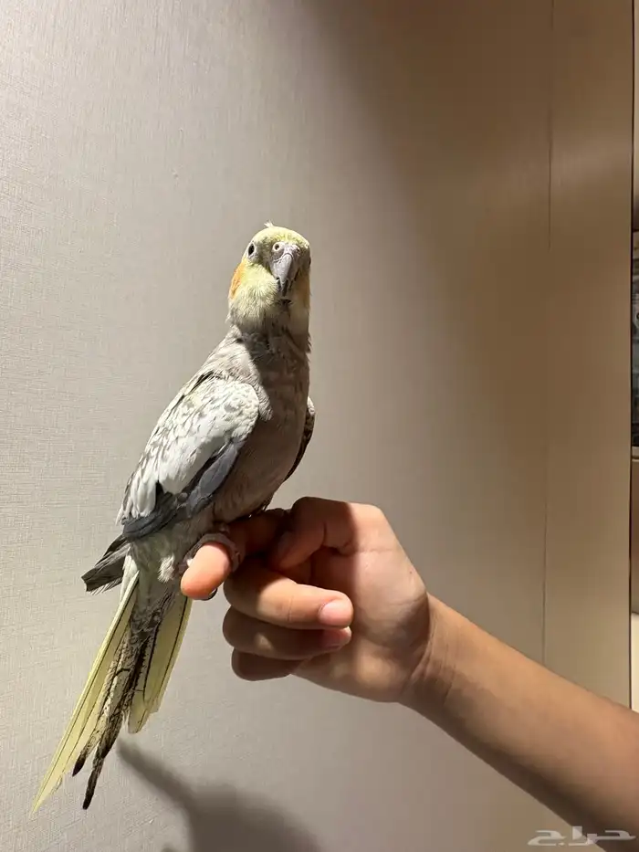 للبيع انثي كروان اليفه 0