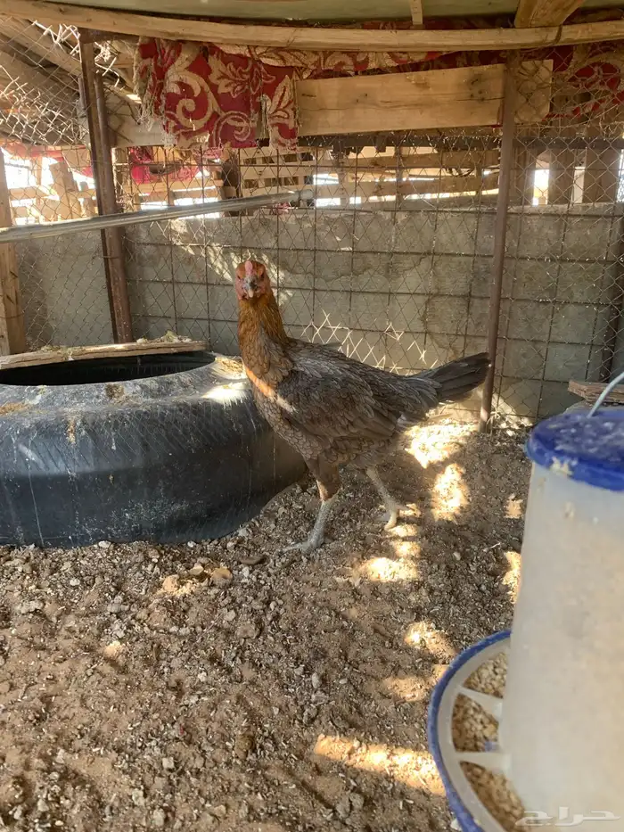 للبيع دجاج باكستاني ثلاث دجاج واحد ديك 2