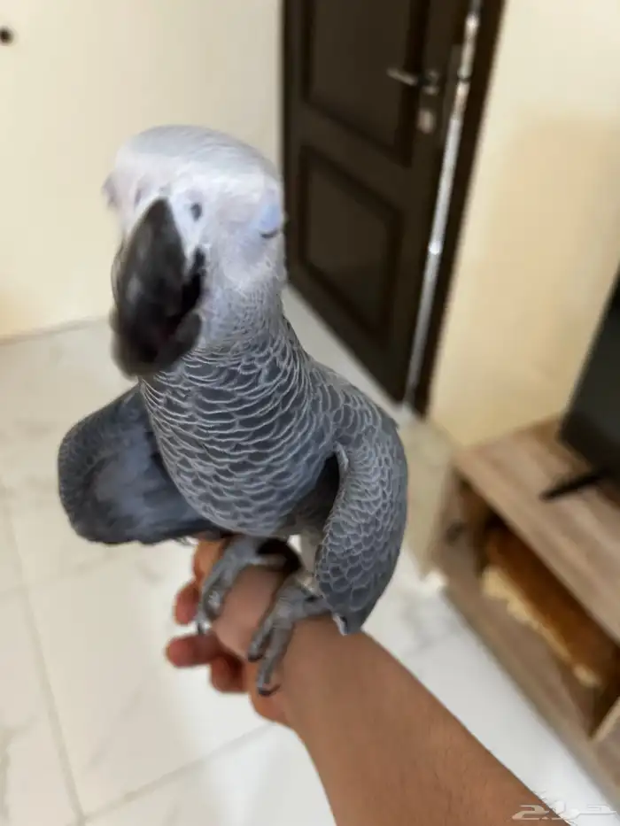 للبيع فرخ كاسكو 1