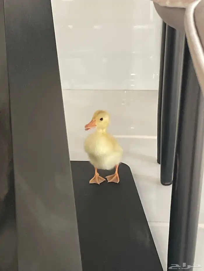 بطه صغيره للبيع 5