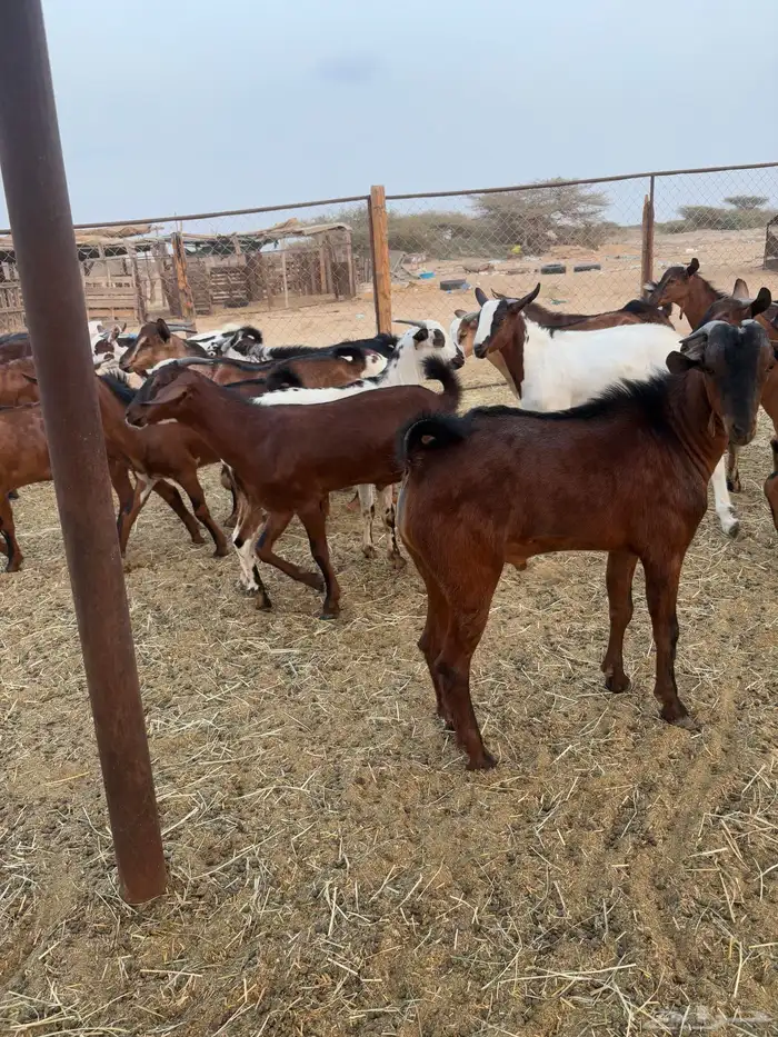 تيوس تربيه 3