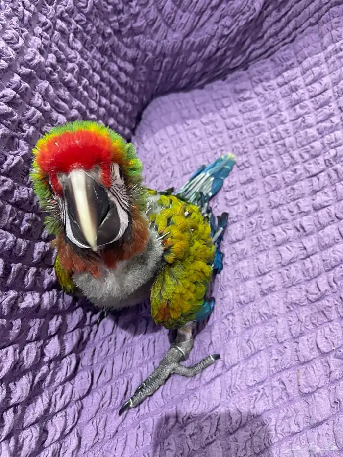 فرخ مكاو شامروخ 7