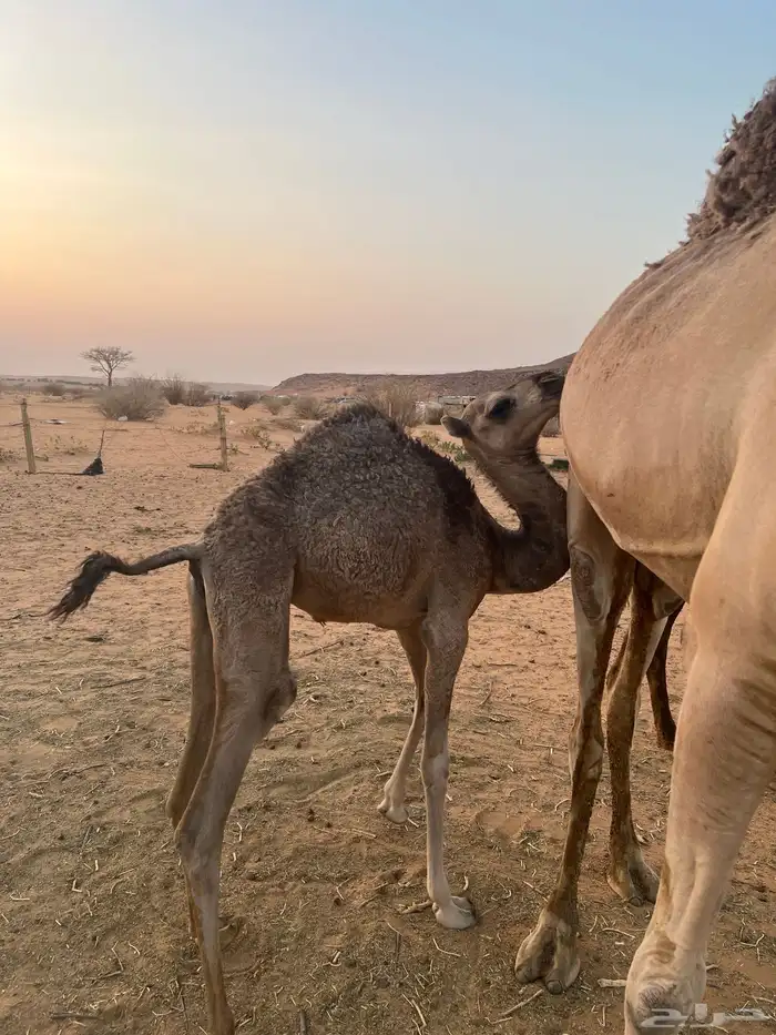 ابل جمله سواحل 7