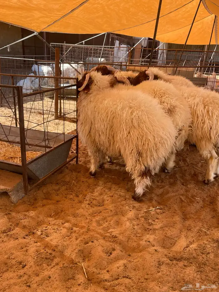 طليان نعيم جبر وسمين 5