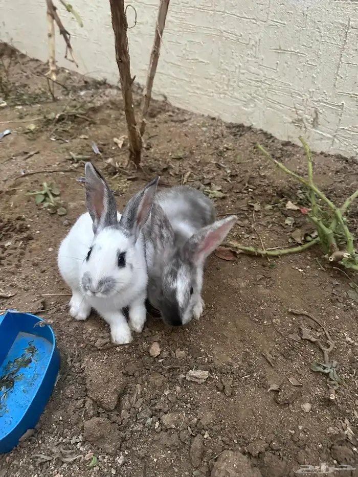 ارانب للبيع ذكر وانثى 1