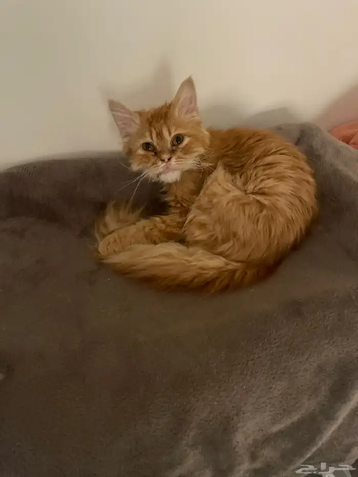 قطه فارسيه للتبني 0