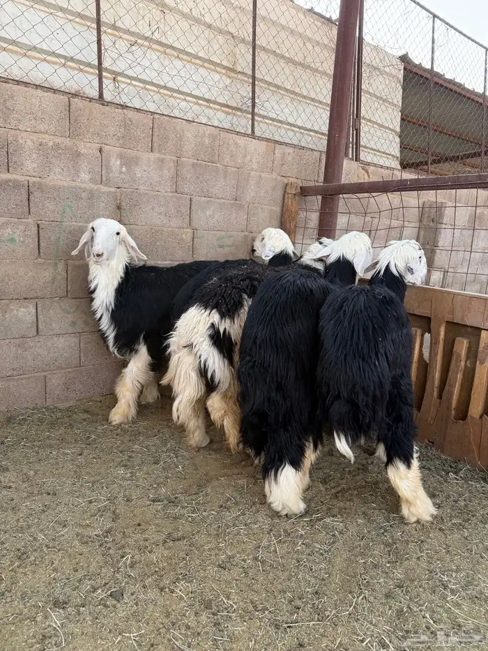 طليان وتيوس ذبائح نظيفه ع الشرط ( سلخ وتوصيل ) 5