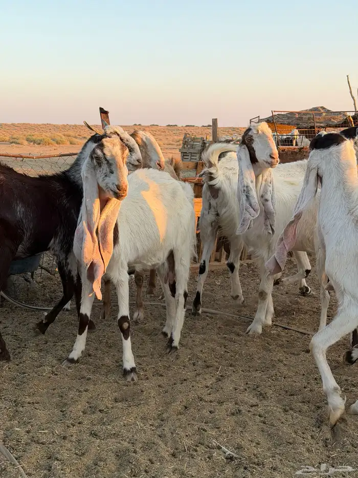 معزاء هولنديات 41