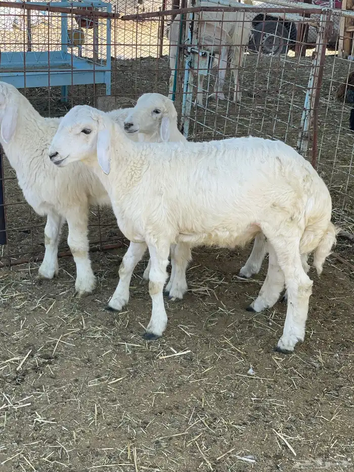 بهم حري وتيوس 15