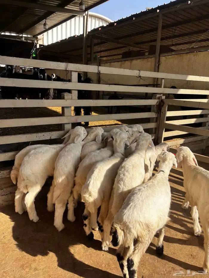 بهم تربيه حري 3