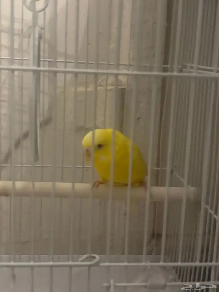 طير حب أنثى له عد ت أصوات مع اغراضه ( علبتين كبار للأكل) 0