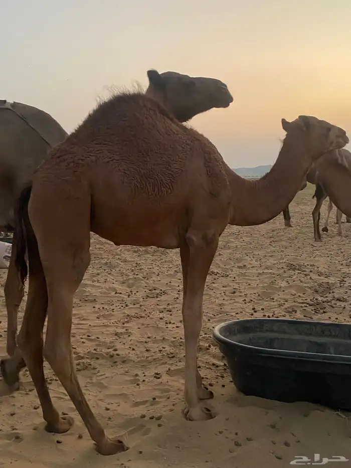 قعود للبيع العمر 7 شهور 2