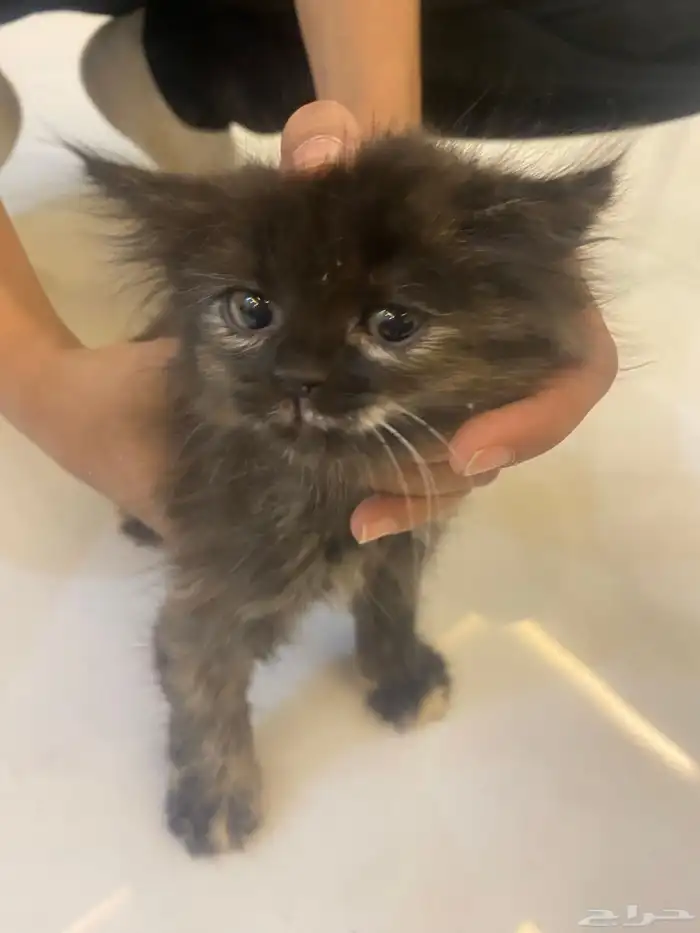 قطه للبيع شيرازيه 0