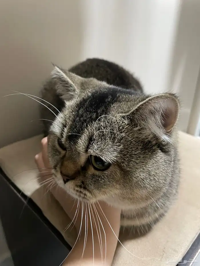 سكوتش للتبني مع اغراضه 0