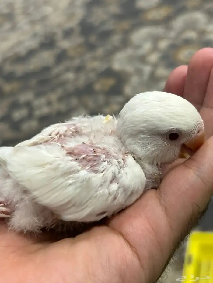 فروخ روز البينو 3