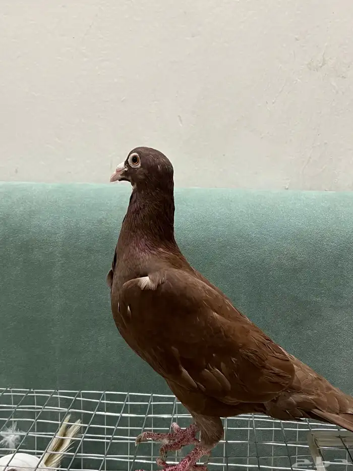 للبيع حمام حجم جامبو 6