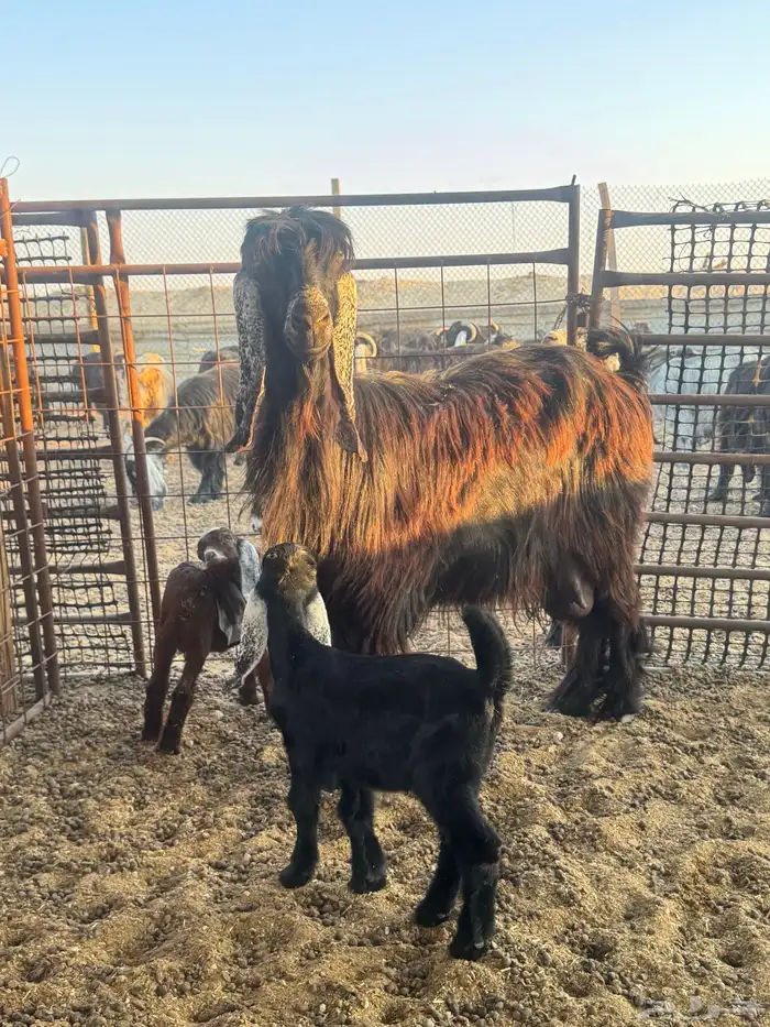 عنز متاومه 0