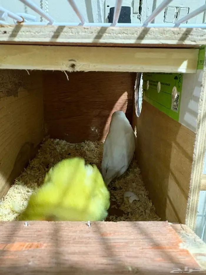 طيور روز للبيع 1