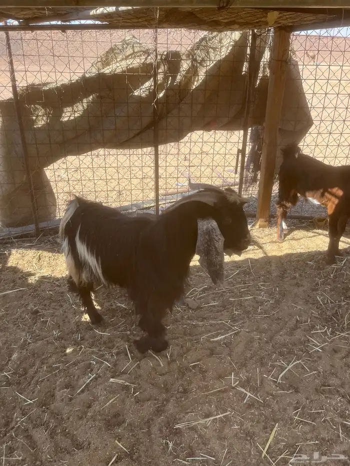 تيوس افحول للبيع مشروطه وطيبه 0