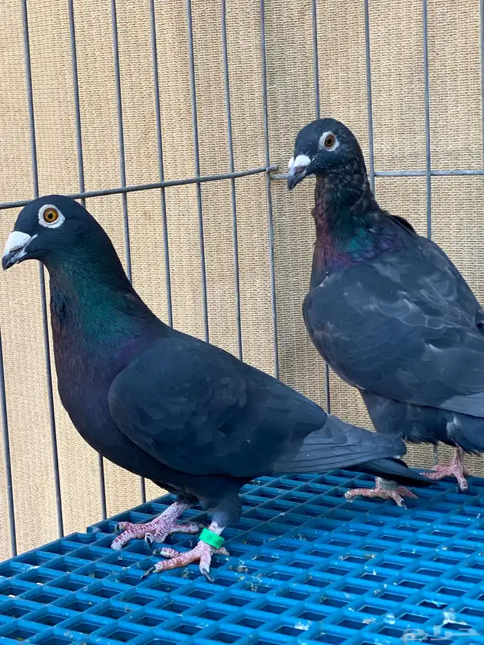 زاجل ابيض واسود 11