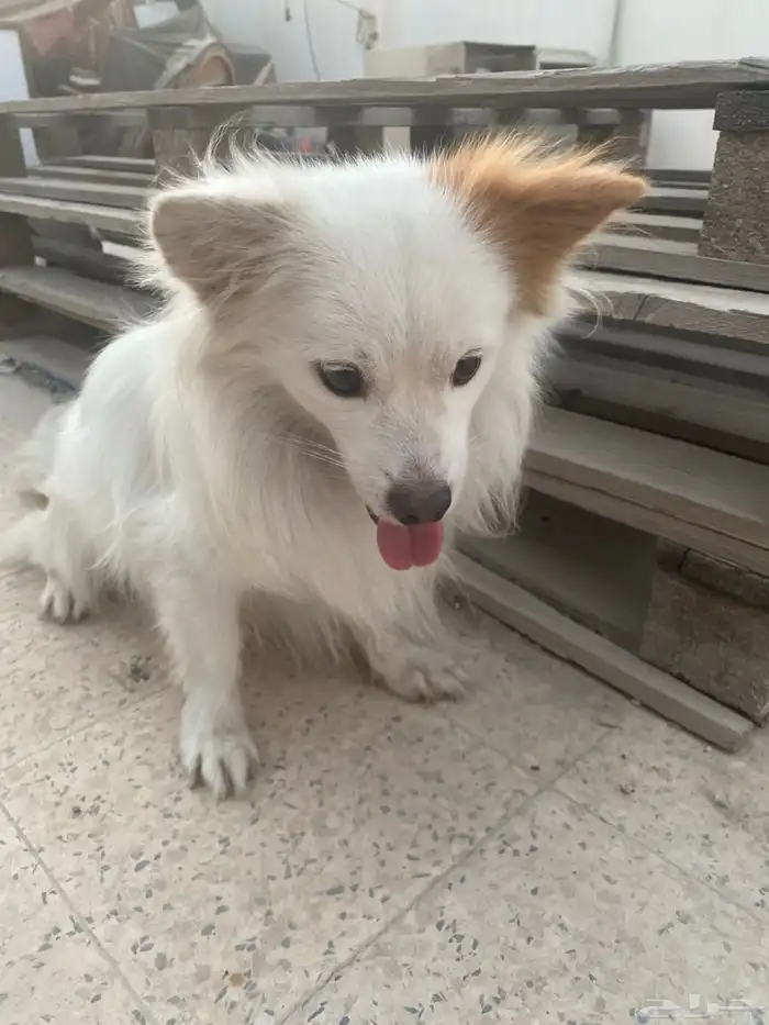 كلب مطيع نظيف بجوازه للبيع 0