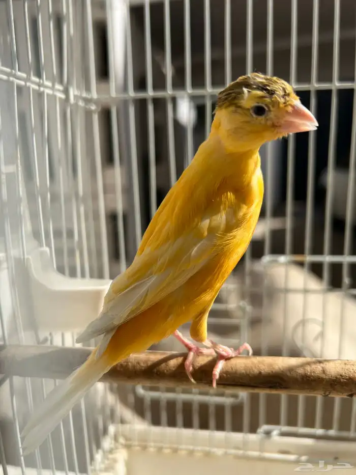 انثى كناري سوري جاهزة(تم البيع) 2