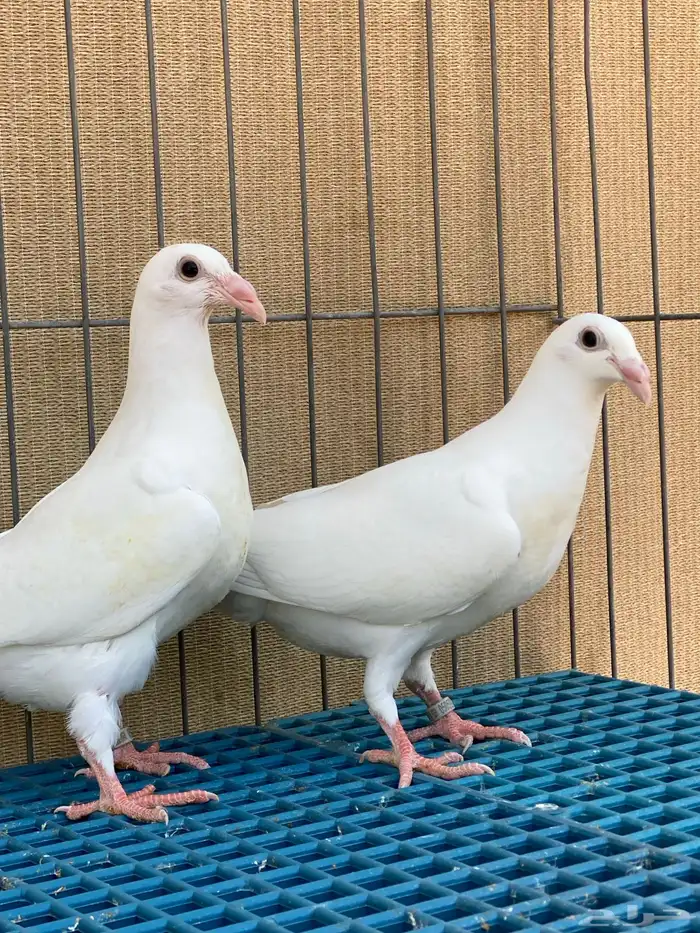 زاجل ابيض واسود 4