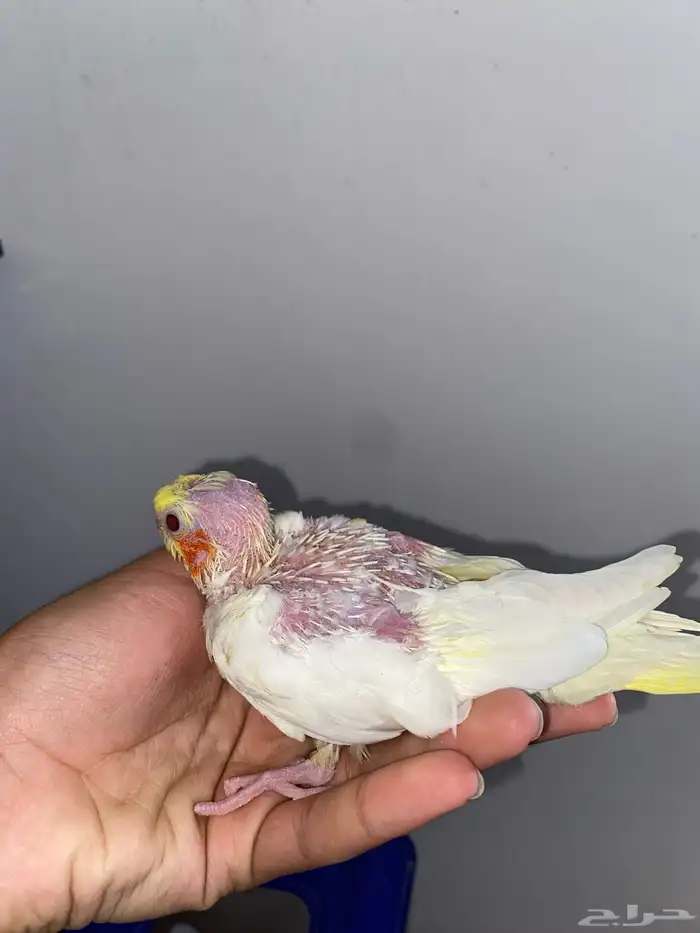 فرخ كروان لاتينو عيون حمر 1