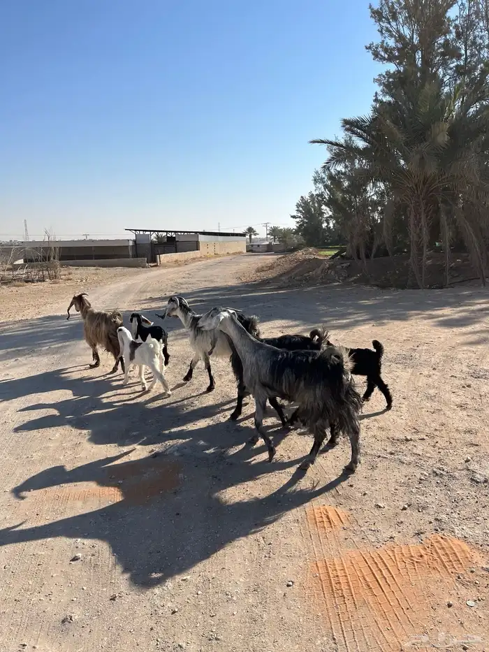 معزا خلفات متابيع مشاريك عوراض شاميه خلفه متبع 8