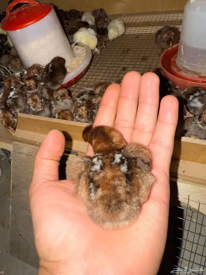 للبيع صيصان فيومي 1