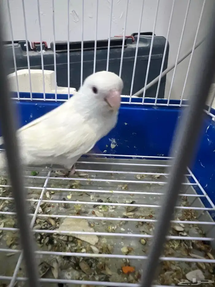 انثى روز البينو 0