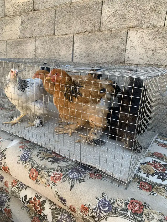 دجاج براهما اصايل 3