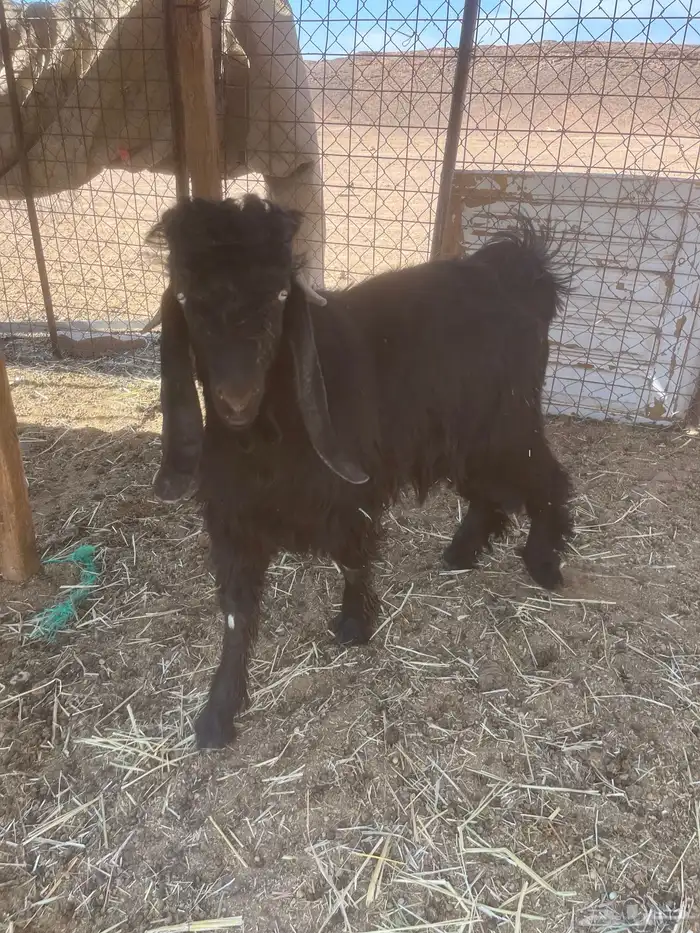 تيوس افحول للبيع مشروطه وطيبه 3