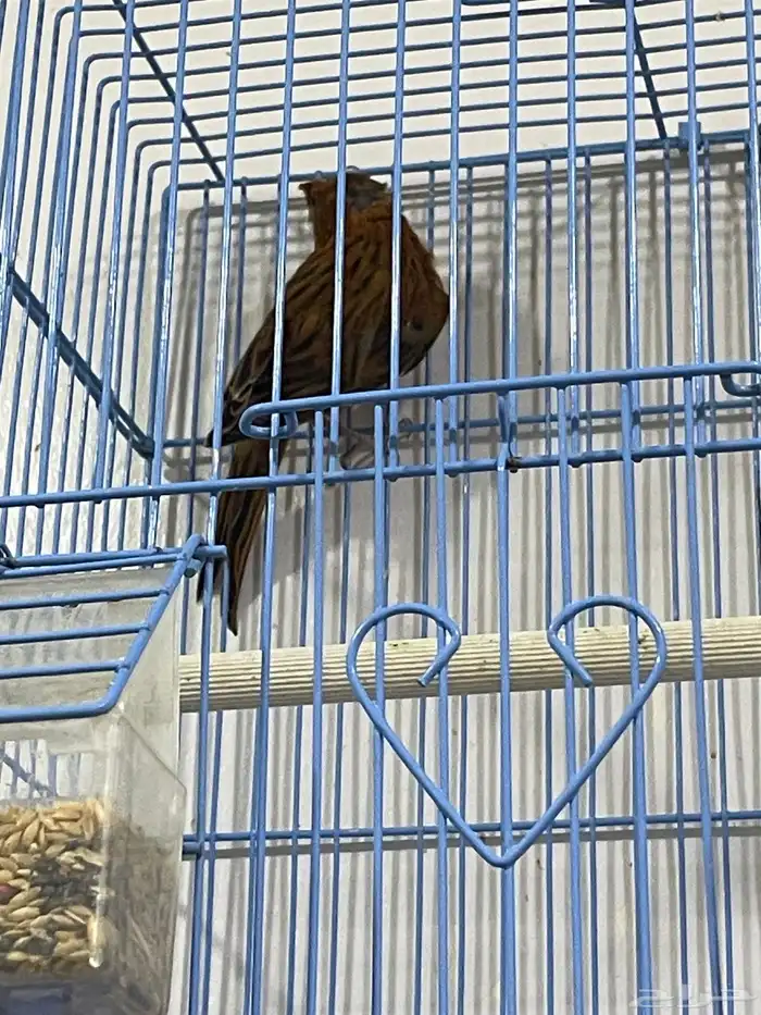 كناري سوري لون احمر ناري حجم طيب 1