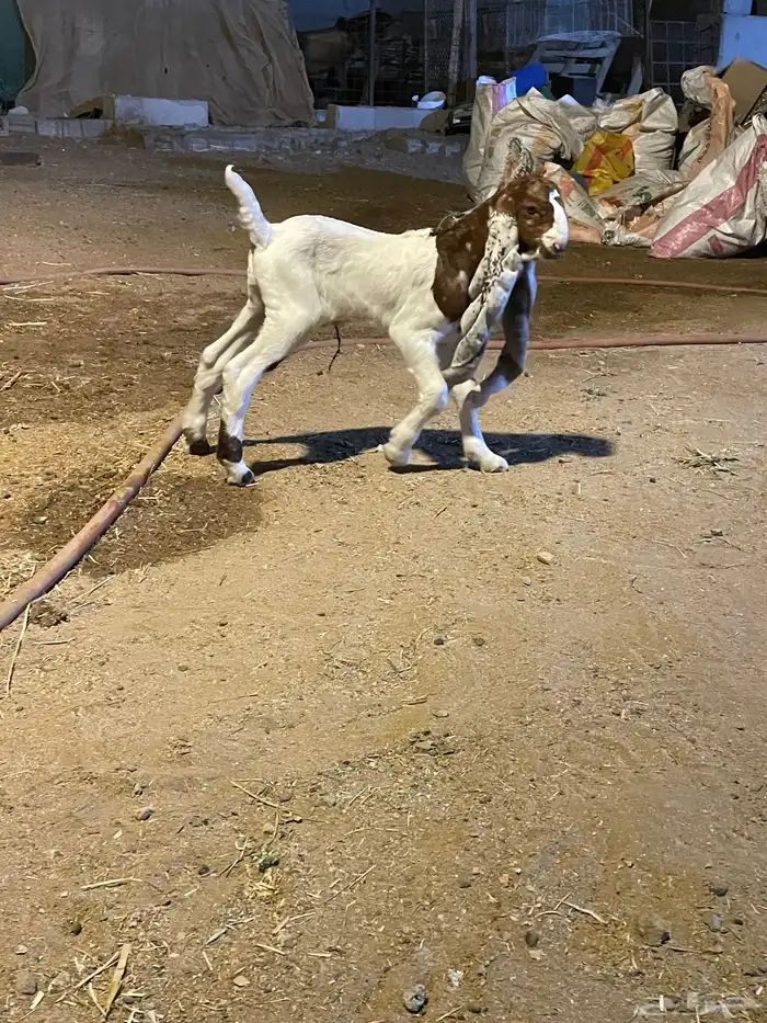 ثلاثه تيوس حجازيه دواغير 3