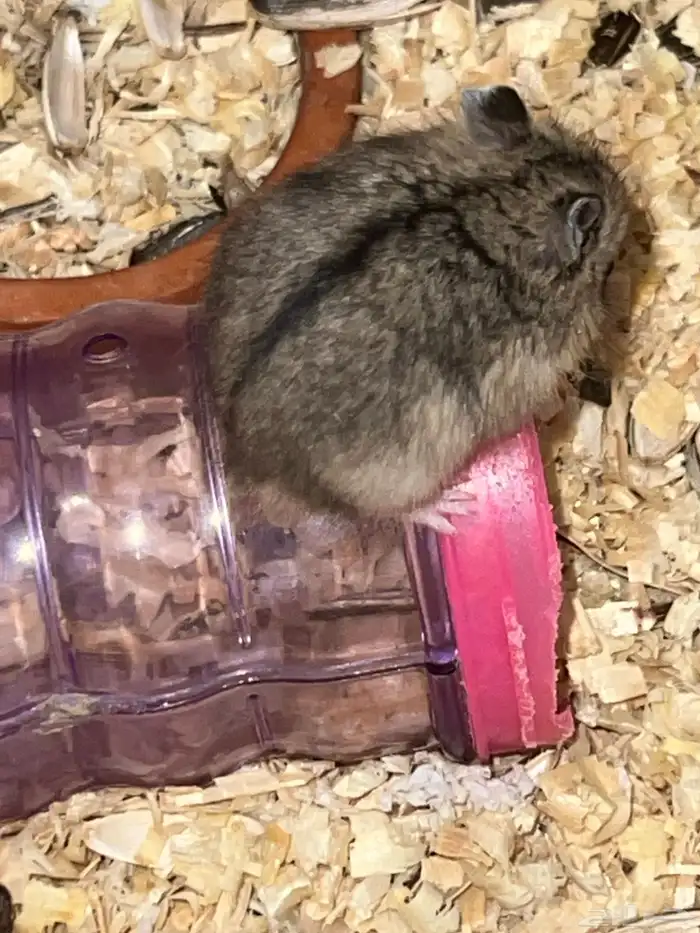 هامستر للبيع ونتر وايت 2