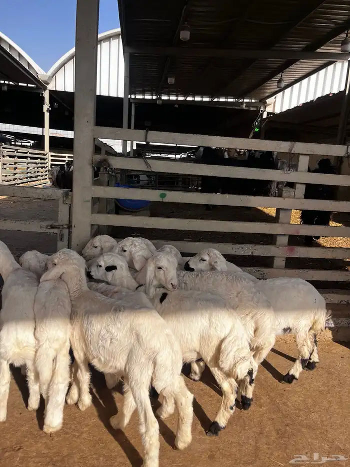 بهم تربيه حري 0