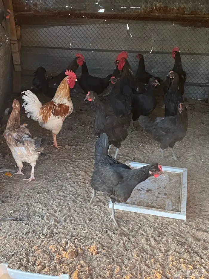 دجاج تركي مكس لوهمن اسود 1