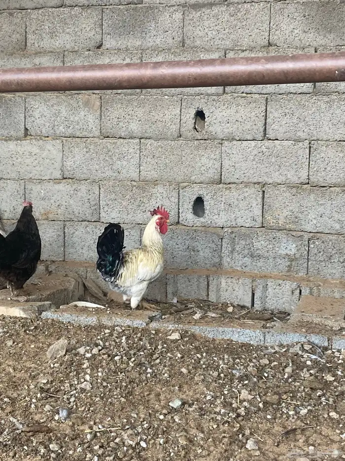 اعرض لكم 10 دجاج 4 دياكه وإنتاج كلها 9