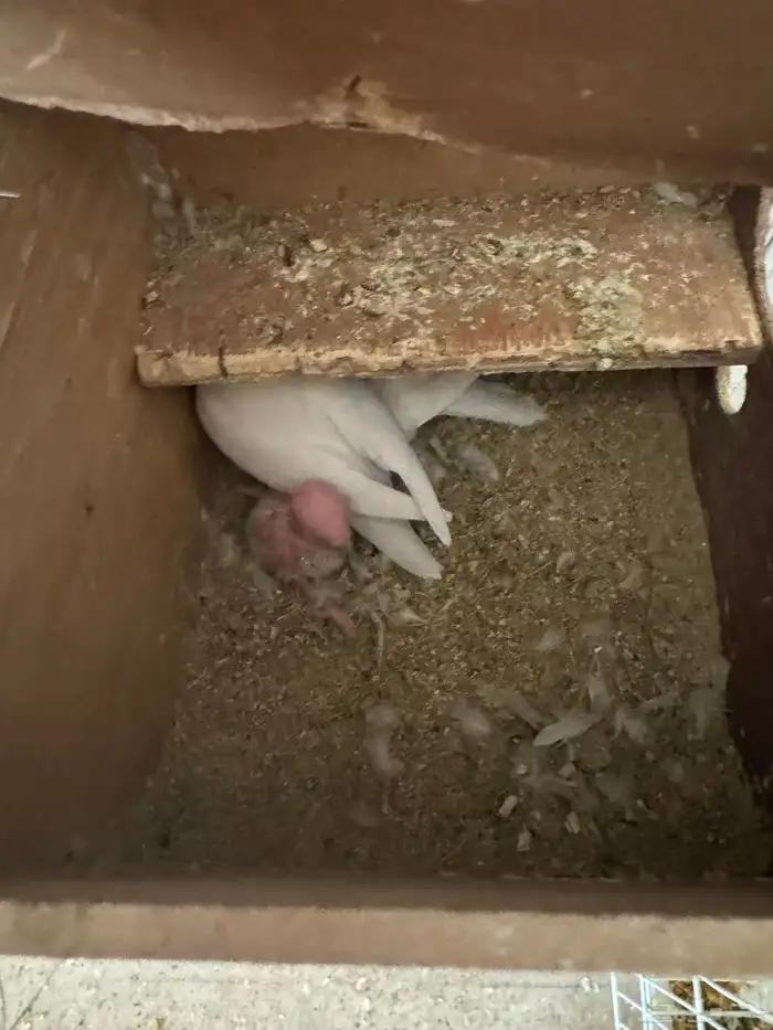 روز البينو عيون حمر 4