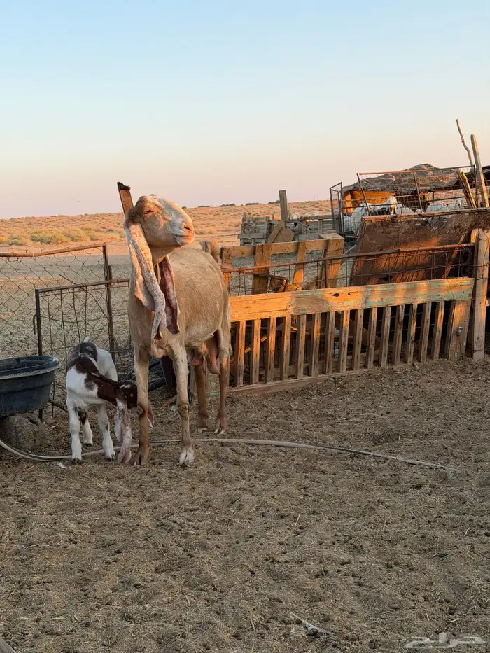 معزاء هولنديات 46