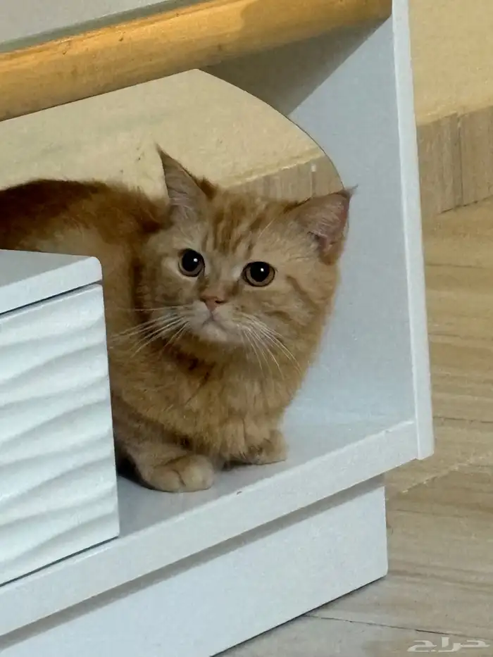 قط برتقالي ضايع الذيبيه القصيم 1